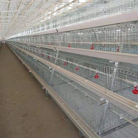 立式育雏笼鹌鹑苗 养殖鸡笼雏鸡笼 优质钢材制作坚固耐用