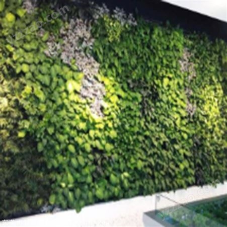 室外植物墙定制 厂家绿植墙 箐禾园林