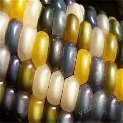 欢乐果园 彩色粘玉米产地货源 新鲜真空粘香玉米 现挖现卖