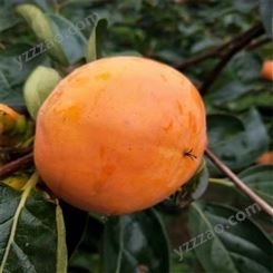 欢乐果园 精品脆甜柿价格 水果柿子树苗 批发销售