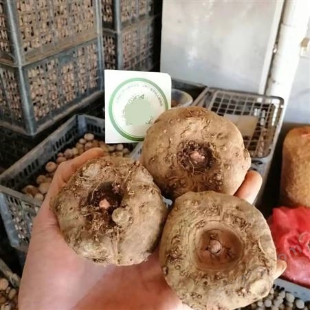 花魔芋种子 本土培育 品种种类多样 技术成熟 物流发货