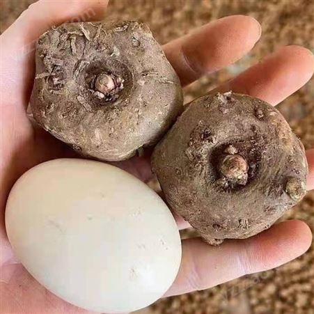 花魔芋种子 本土培育 品种种类多样 技术成熟 物流发货