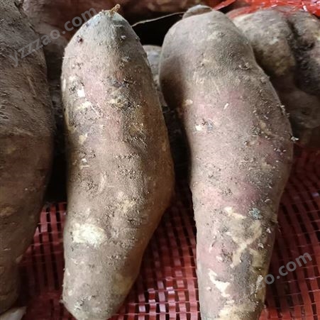 蜜薯中大果 粉粘香甜红薯番薯 新鲜地瓜批发厂家