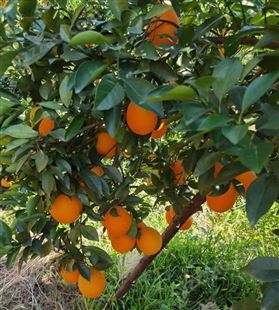 2022农家果园自然成熟的优质赣南脐橙