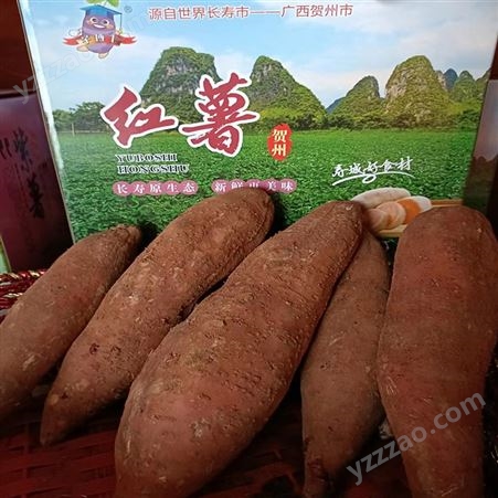 蜜薯中大果 粉粘香甜红薯番薯 新鲜地瓜批发厂家