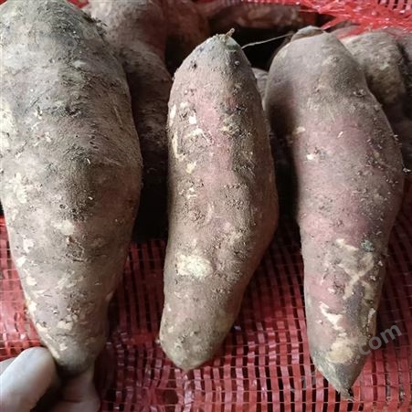 贵 州常年供应红薯 地瓜专用电烤番薯 鲜美香甜