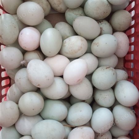 红树林新鲜生海鸭蛋大蛋单枚68-72克  美味烤海鸭蛋 货源充足