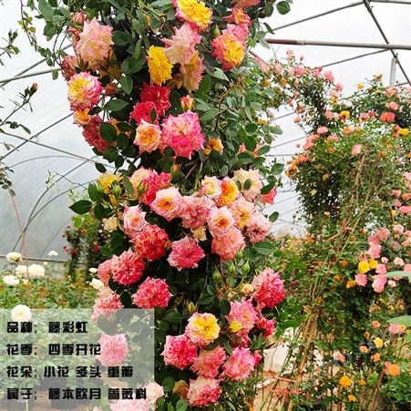 1.5米藤本月季花蔷薇花浓香型爬藤植物庭院四季花卉盆栽 玫瑰月季