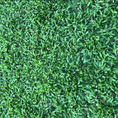 草坪种子大叶油草种子地毯草种子巴西地毯草耐热抗旱固土护坡