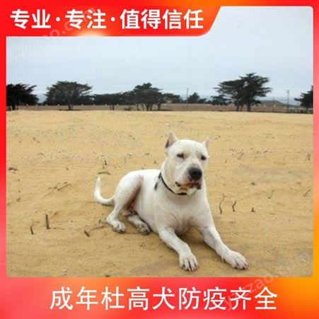 成年杜高犬防疫齐全 体高55cm 数量888 毛色白色